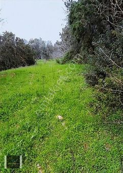 Urla Rüstem'de 3.077 M2 %7 İmarlı Od Urla Yakın Arsa