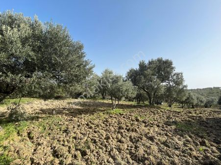 Foça Gerenköyde Müstakil Parsel Zeytinlik