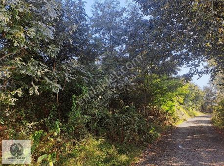 Alibey'den Terme H.mescit Mah'de Satılık 6 Dönüm Fındıklık