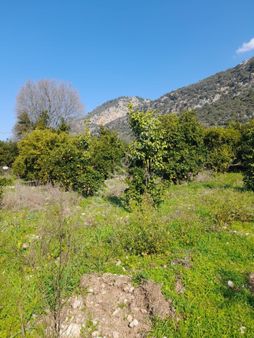 Köyceğiz Yangı Mah.satılık 839 M2 Tarla