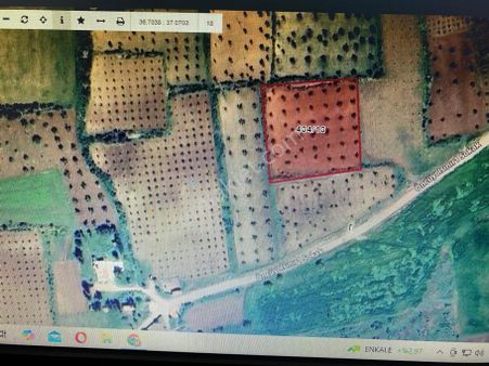 Kilis Merkezde Satılık Bağ Evlilik Zeytinlik