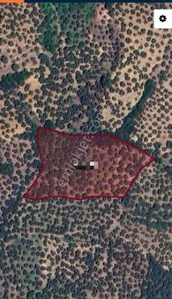 Ena Group Bursa Mudanya Tirilye Talatbey'de 5735 M2 Satılık Deniz Gören Zeytinlik