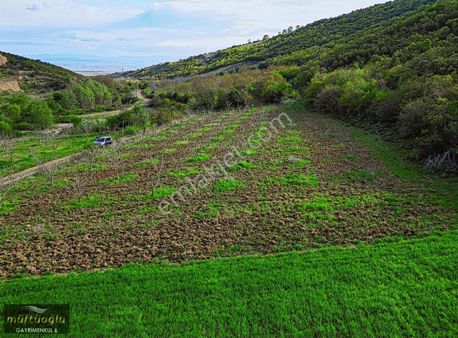 Bursa Yenişehir Demirboğa Mahallesin'de Satılık Ceviz Bahçesi