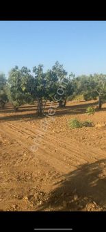 Satılık İncir Bahçesi