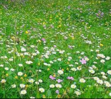 (10 ) Fındık Bahçesi 5 Dönüm