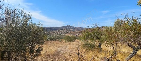 Yeni Bağarası Ana Yol Üzerinde Muhteşem Doğaya Sahip Zeytinlik