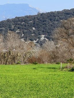 Milas Merkeze 3 Dk Mesafede 15340 M2 Fırsat Arazi