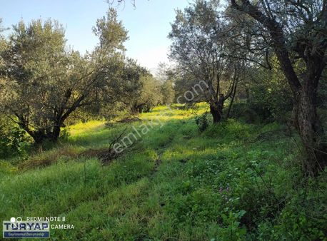 Yeniçağ (tavuklu)mah Satılık İmarlı İfrazlı Parseller