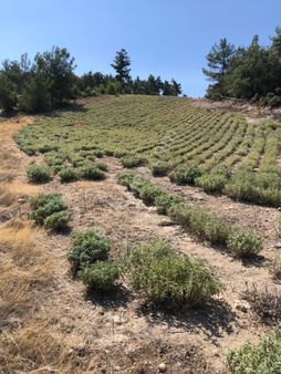 Pamukkale Belenardıç Da 22.000m2 Fırsat Kekik İçin Uygun
