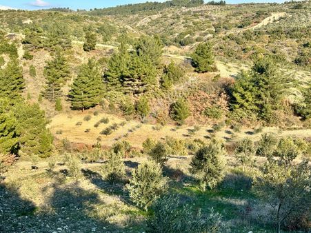 Manisa Hacımusa Da 2.200 M2 Zeytinlik , 60 Adet Ağaç