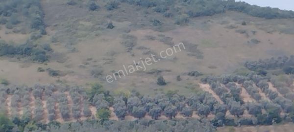 Bursa İznik Tacir Köyünde Müstakil Tapulu Hesaplı Tarla Satılık
