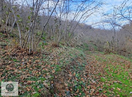 Alibey'den Terme Akcaykaracalı'da 22 Dönüm Fındıklık + Bina