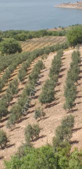 Manisa Salihli İlçesinde Satılık Zeytin Bahçesi