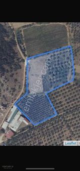 Bayındır Satılık Zeytinlik Ve Tarla