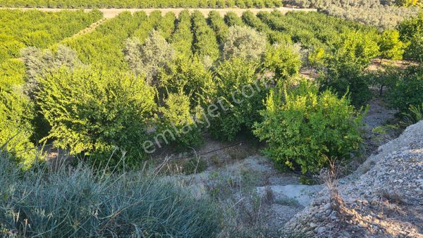 Demirolukda 25 Dönüm Satılık Bahçe