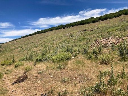 Karacasu Köy Yakını Ekime Dikime Hazır Tarla 19 Dönüm