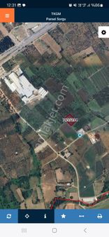 Bursa Orhangazi Gedelek Mahallesi Satılık Zeytinlik