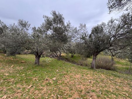 Sağancı Mahallesi Köy Merkezine Yakın Satılık 2146 M2 Zeytinlik