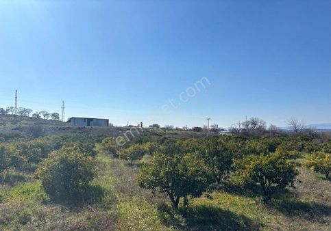 Seferihisar Tepecik Mh De 12,859m2 Narenciye Bahçesi