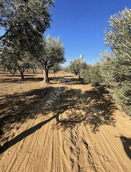 Kemalpaşa Aşağı Kızılca Satılık 2402 M² Full Zeytinlik