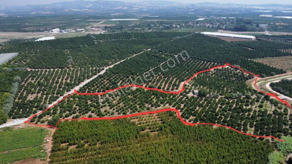 Mersin Akdeniz Akdamda Satılık Narenciye Bahçesi