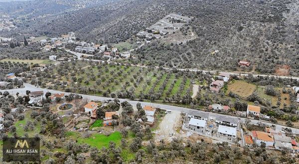 Milas Beçin Mahallesinde Satılık 40 Dönüm Satılık Zeytinlik