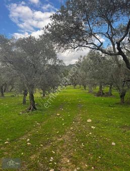 İzmir Torbalı Dirmil'de Satılık Tek Tapu Harika Zeytinlik