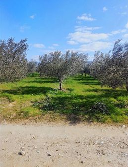 Tanışman Gayrimenkul Den Akhisar Merkeze 5dk Mesafede Kupon Zeyt