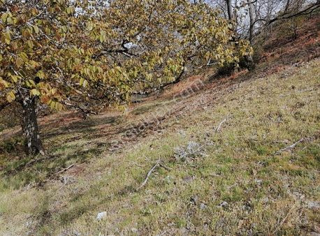 Doğanay Emlaktan İzmir Tirede Ceviz Kestane Bahçesi