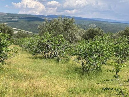 Aydın'da Mükemmel Konumda İncir Ve Zeytin Bahçesi 5.693 M2