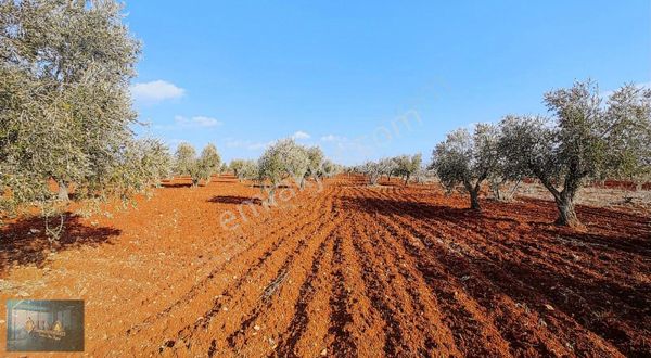 Kilis Liva Gayrimenkul'den Mehmet Abdi Bulutta Satılık Zeytinlik