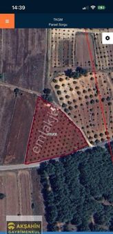 Elektiriği İçin De Satılık Tarla Zeytinlik