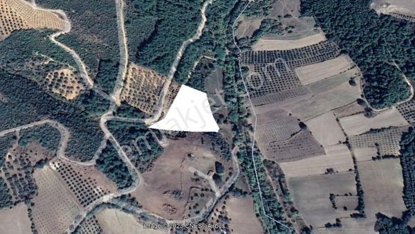 Bergama Yukarı Ilgındere Mahallesinde Satılık Zeytinlik
