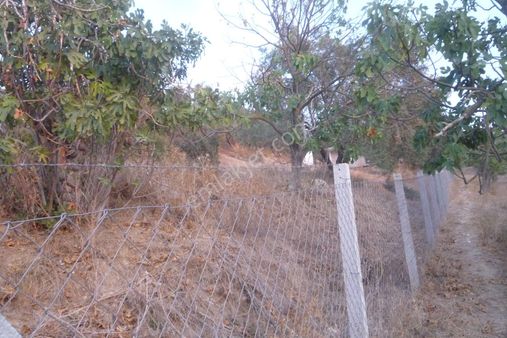 İzmir Torbalı Gold Emlaktan Tirede Satılık Meyve Bahçeli Ev