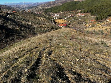 Aşağı Yakacık Mahallesınde Satılık Kestane Ve Zeytın Bahcesı