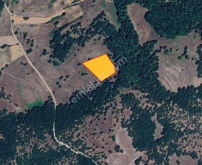 Kırklareli Armağan Köyü Satılık Orman İçi Arazi