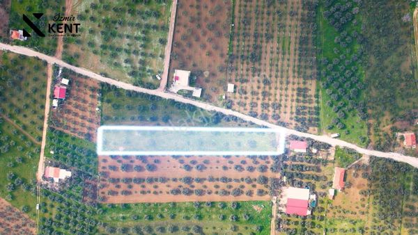 Kemalpaşa Armutlu Satılık 2.661 M2 Zeytinlik