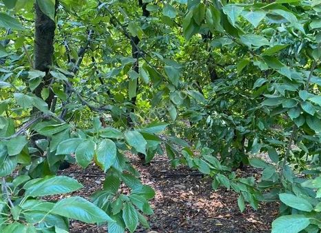 Kemalpaşa Yiğitler'de Full Kiraz Bahçesi Bu Paraya Başka Yok