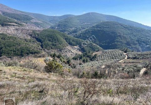 İzmir Bayındır Yaylasında Satılık Bahçe