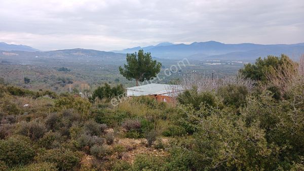 Torbalı Çapak Köyünde Satılık Zeytinlik