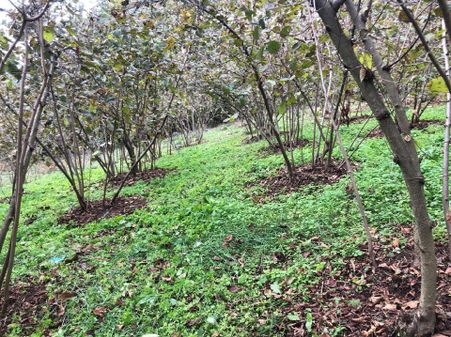 Serdivan Beşevler İmar Sınırı Köy İçi Satılık Tarla İçinde Yetişkin Fındık Vardır