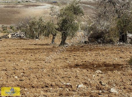 Satlık Kilis Merkez Kuskunkıran Mahallesinde Yatırımlık Zeytin