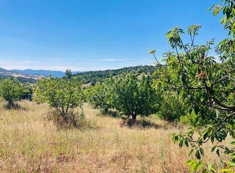 Bilecik Yenipazar 7.400 Metrekare Kiraz Bahcesi