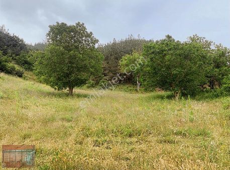 Aktaş 'tan Yenişehir Merkeze Yakın 5350 M2 Tarla