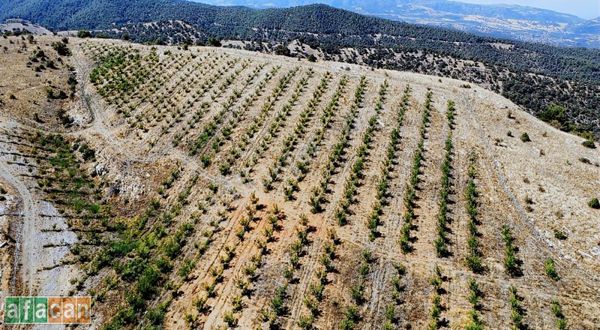 Salihlide Satılık Chandler Ceviz Bahçesi (elektrik Ve Suyu Var)