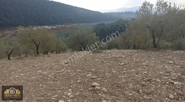 Akhisar Zeytinlibağ Mh. 22.141m² Baraj Kenarı Satılık Zeytinlik