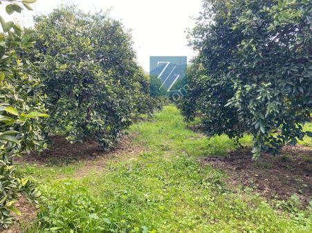 Muğla-köyceğiz -beyobası Mah.satılık Yola Cepheli 6651 M2 Satılık Tarla