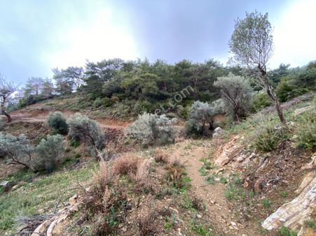 Seferihisar Beyler’de 2000 M² Zeytinlik – Köy Merkezine 200 Metre!