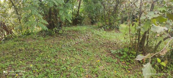 İnanç Emlaktan Çandır Köyünde 10,7 Dönüm Satılık Fındık Bahçesi