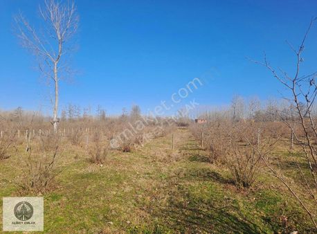 Alibey'den Terme Kozluk Mah.de 21 Dönüm Müstakil Fındıklık